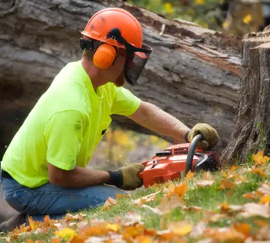 tree services Perrysville